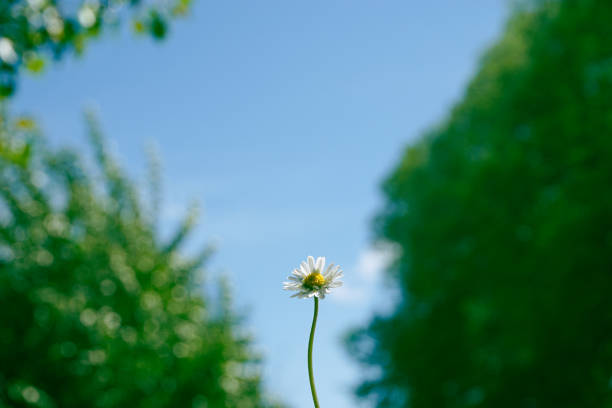 Low angle view of a flower against the sky