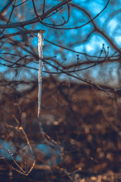 Vertical. An icicle hangs on a tree branch in spring against the background of a clear blue sky. A transparent icicle wraps around tree branches and melts in the rays of the spring sun. Spring drops..