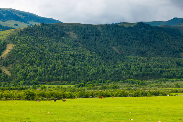 Horses peacefully graze in a grassy field surrounded by majestic green mountains, creating a picturesque natural landscape.