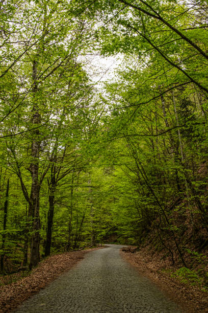 istock Nature Bolu Turkey Yedigoller 2152458690