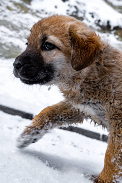 Puppy at Cappadocia in winter