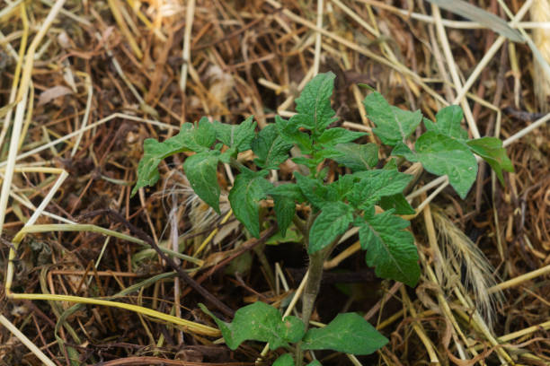 istock Tomato seedlings on mulched soil close-up, top view. Mulch as an excellent method of cultivation, farming, gardening, vegetable growing 2152459057