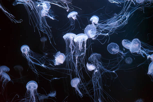 istock Group of Atlantic sea nettle jellyfish floating in illuminated aquarium 2152459241