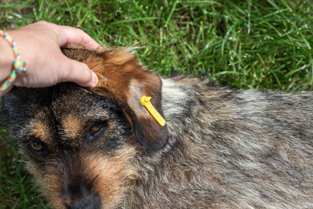 istock A man examines a homeless sterilized dog with a tag on his ear 2152459281
