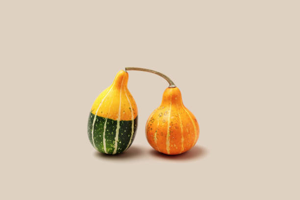 istock Two Decorative pumpkins on beige background, copy space. Minimal style modern still life, autumn or fall season holiday or harvest concept. Mini squash yellow green color, autumnal vegetables 2152461498