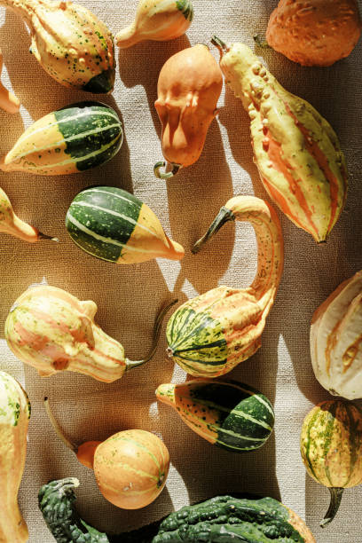 istock Top view pattern of Decorative pumpkins with shadows at sunlight on canvas tablecloth background, Rustic style design still life, autumn season holiday or harvest concept. Autumnal flat lay 2152461501