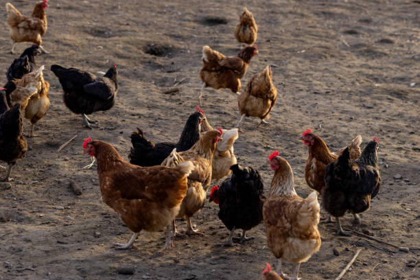 Brown free-range chickens on the ground in Austria