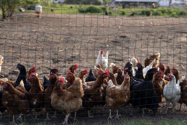 istock Brown chickens at a traditional free-range poultry farm in Austria 2152461658