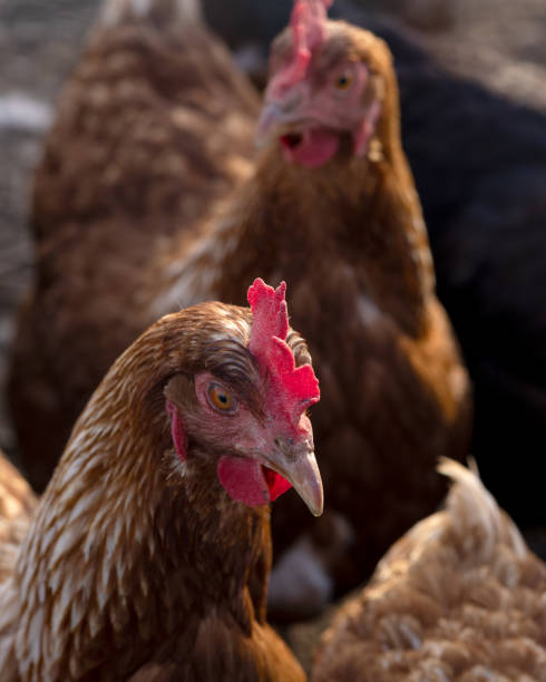Brown free-range chickens on the ground in Austria