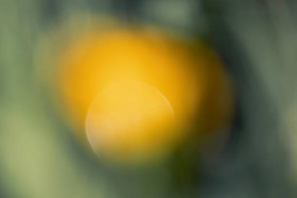 Blurred yellow flower in a field