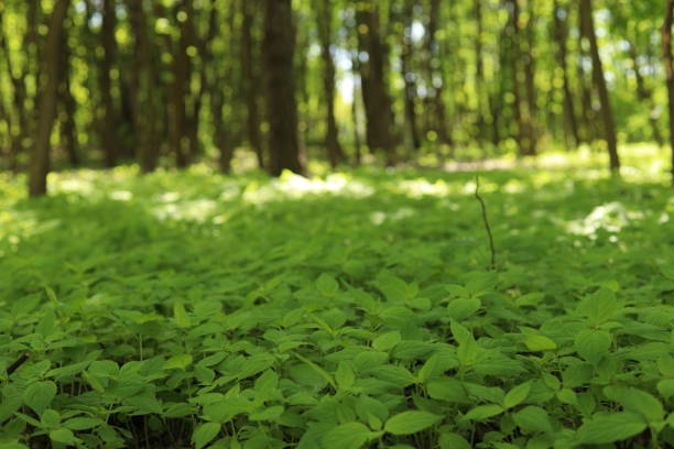 green leaves, plants in the forest