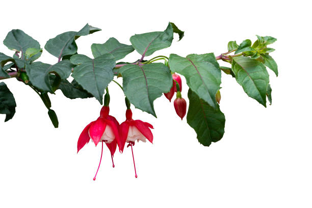 Red flower hanging isolated with clipping path