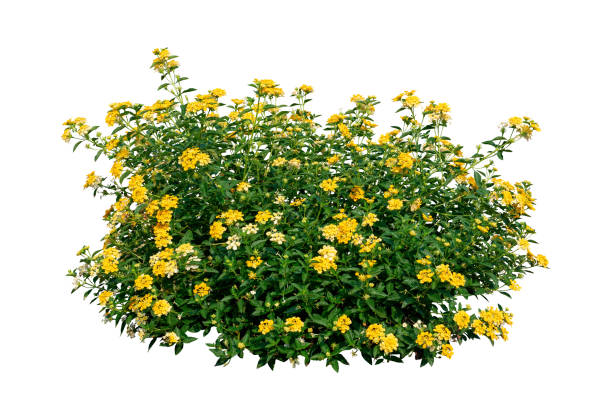 istock Yellow flower bush isolated with clipping path 2152463215