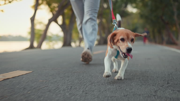 Happy beagle dog walking with male owner at park in morning. Man holding leashes for controlling dog outdoors.