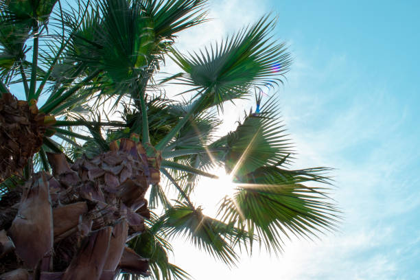 Palm trees background. Coconut palm trees, beautiful tropical background.