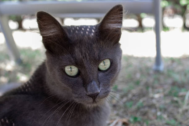 Sits a grey cat. Feline. Large bright eyes stare into the camera.