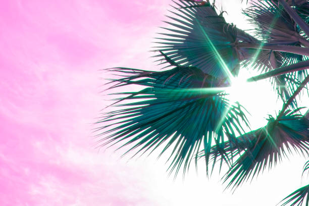 Palm trees background. Coconut palm trees, beautiful tropical background.
