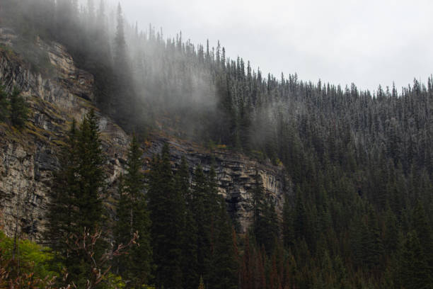 Mountain of pine trees in autumn time.