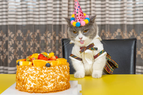 istock cute british shorthair cat celebrating her birthday horizontal composition 2152466473
