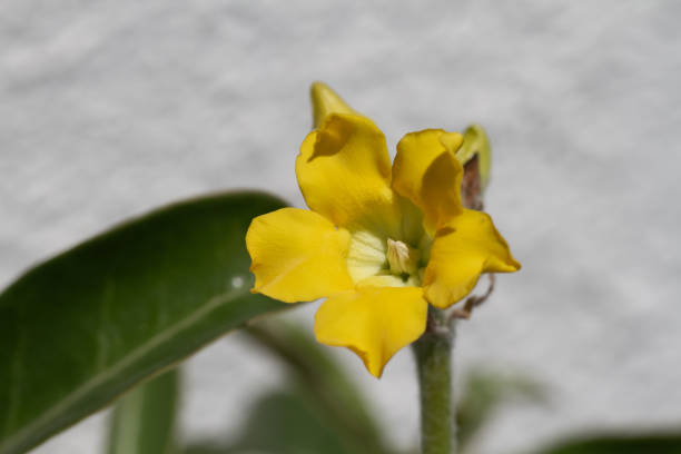 Yellow flowers of densiflorum