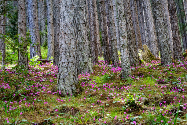 paysage de forêt fleurie de cyclamens en haute-Corse au printemps