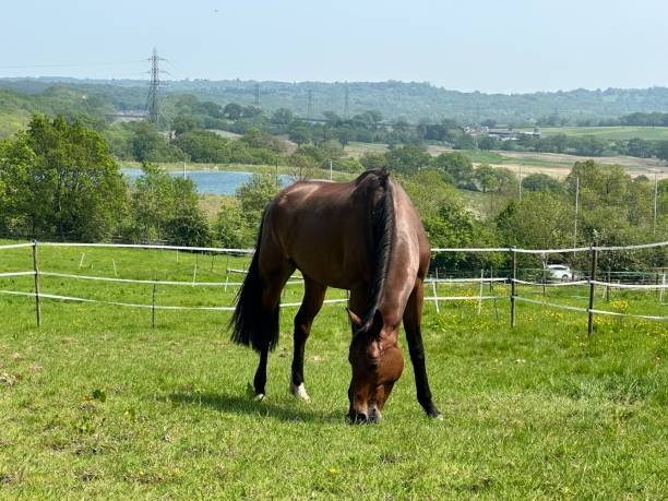 istock Horse Grazing in Paddock 2152466553