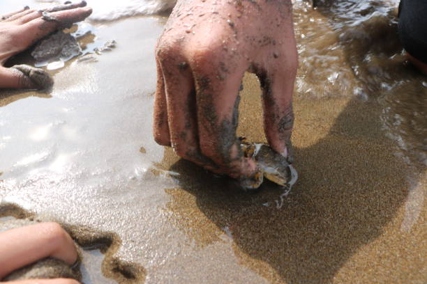 Picked up a crab in the sand