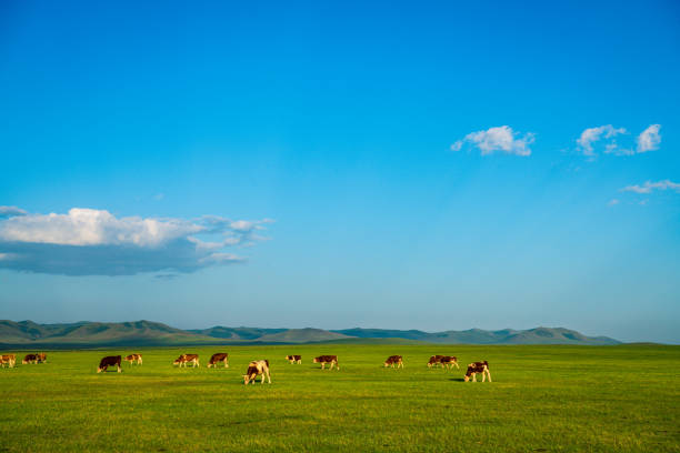 istock Cows and horses graze on the Dada line grassland in Keshiketeng Banner, Inner Mongolia 2152468223