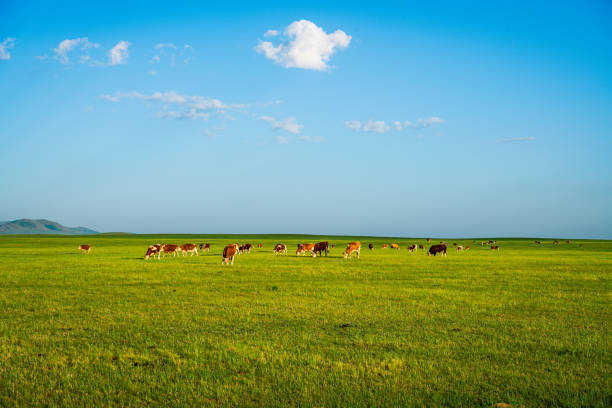 Cows and horses graze on the Dada line grassland in Keshiketeng Banner, Inner Mongolia
