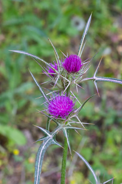 istock red flowering Milk thistle close-up 2152468500