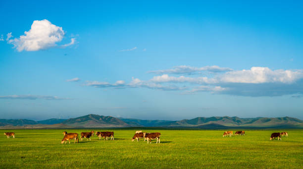 istock Cows and horses graze on the Dada line grassland in Keshiketeng Banner, Inner Mongolia 2152468523