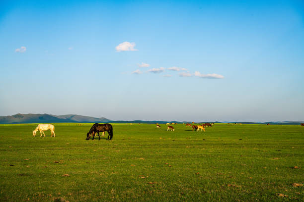 Cows and horses graze on the Dada line grassland in Keshiketeng Banner, Inner Mongolia