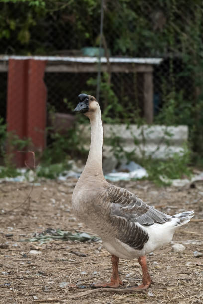 istock gray goose walking in farm at thailand 2152469632
