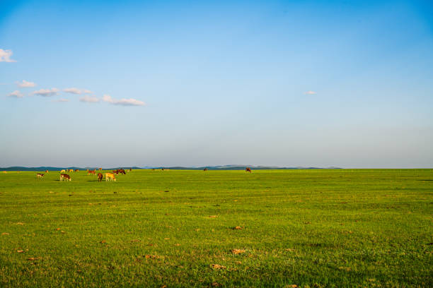 Cows and horses graze on the Dada line grassland in Keshiketeng Banner, Inner Mongolia