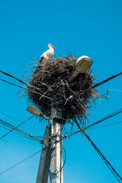 istock Single stork in the nest up in the lamp post, blue background 2152469827