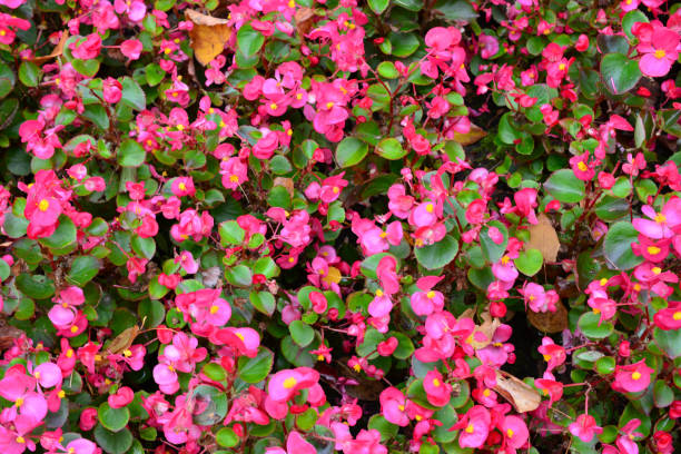istock a flower pot with pink flowers in it close up 2152469922