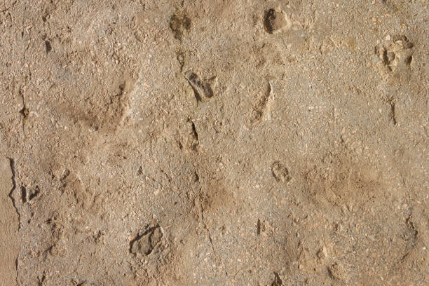 istock The texture of the cement. Concrete texture 2152473506
