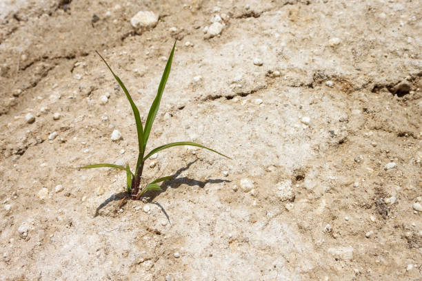 istock Lonely plant on clay dry soil. 2152473688