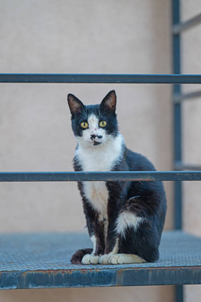 Black and white coloured cat sitting on the fire escape.
