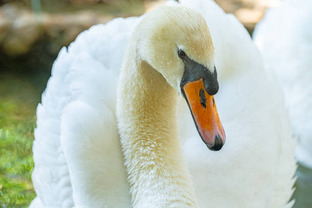 Beautiful white swan feathers, close-up. Bird plumage. Delicate natural background.