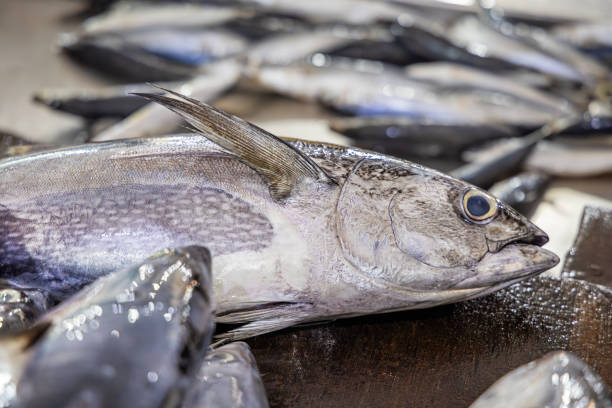 Head of a freshly caught bonito tuna fish on a fishmongers table. The picture is taken in the fish market in Sandakan in the eastern part of Borneo