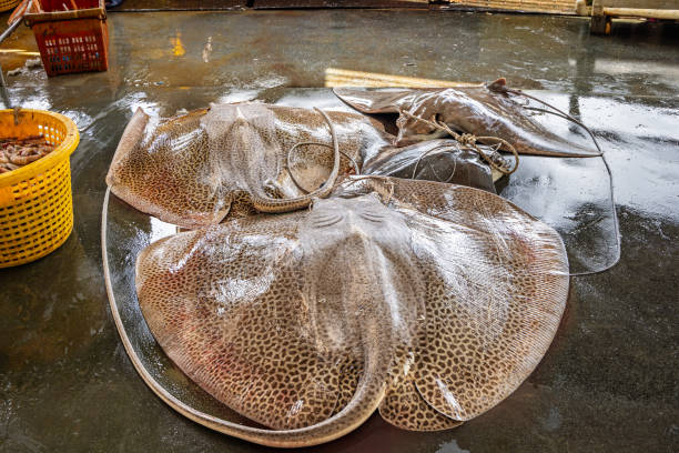 Free picture: skate, ray, saltwater, fish, animal