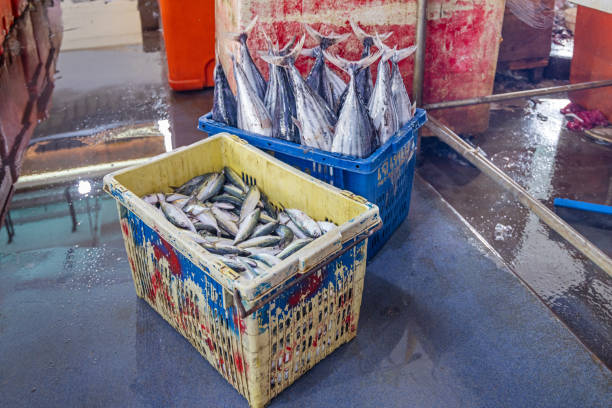 Basket filled with freshly caught bonito tuna fish at a fishmongers market stall. The picture is taken in the fish market in Sandakan in the eastern part of Borneo
