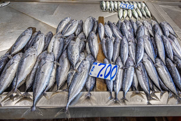 Row of freshly caught bonito tuna fish at a fishmongers table. The picture is taken in the fish market in Sandakan in the eastern part of Borneo