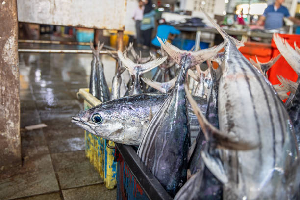 Head of a freshly caught bonito tuna fish on a fishmongers table. The picture is taken in the fish market in Sandakan in the eastern part of Borneo