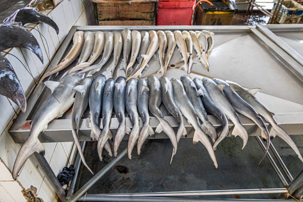 Two rows of sharks on a fishmongers table - one of the rows have already their dorsal fins cut off. The picture is taken in the fish market in Sandakan in the eastern part of Borneo