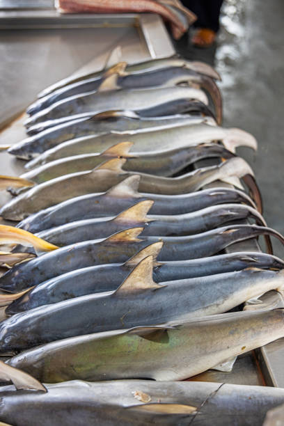 istock Row of sorted sharks on a fishmongers table 2152481005