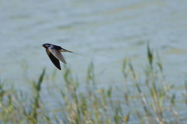 Arctic Tern, Tern, Bird, Animal Wing, Arctic