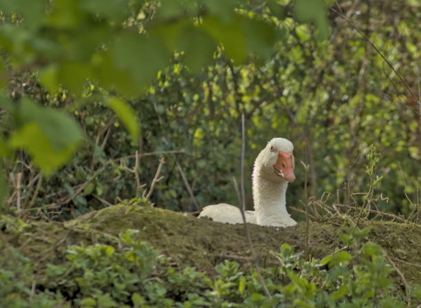 istock Goose on a farm.And incubating the eggs. 2152483011