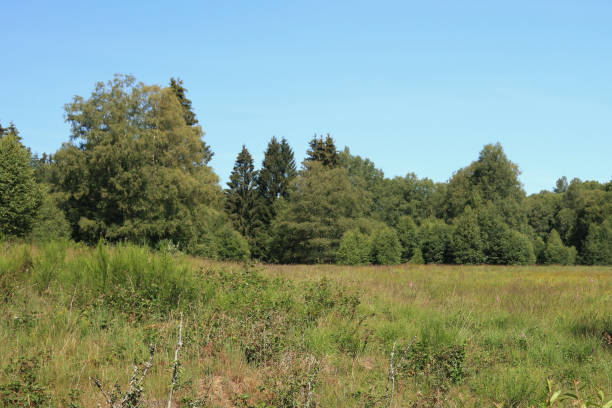 istock National Park  Hunsrueck-Hochwald 2152483224